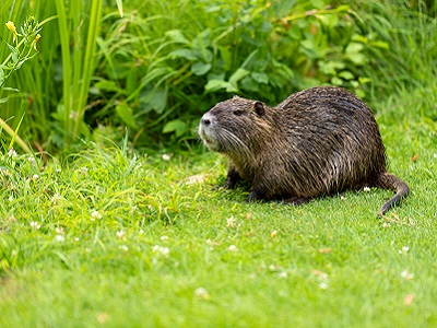 Ein Nutria (Myocastor coypus) auf der Teichwiese. (Motiv gespiegelt)