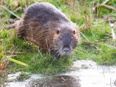 Ein Nutria - auch Biberratte oder Sumpfbiber genannt - verweilt an einem Teich. 