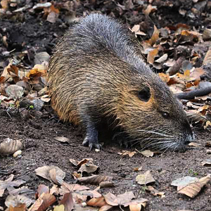 Nutria