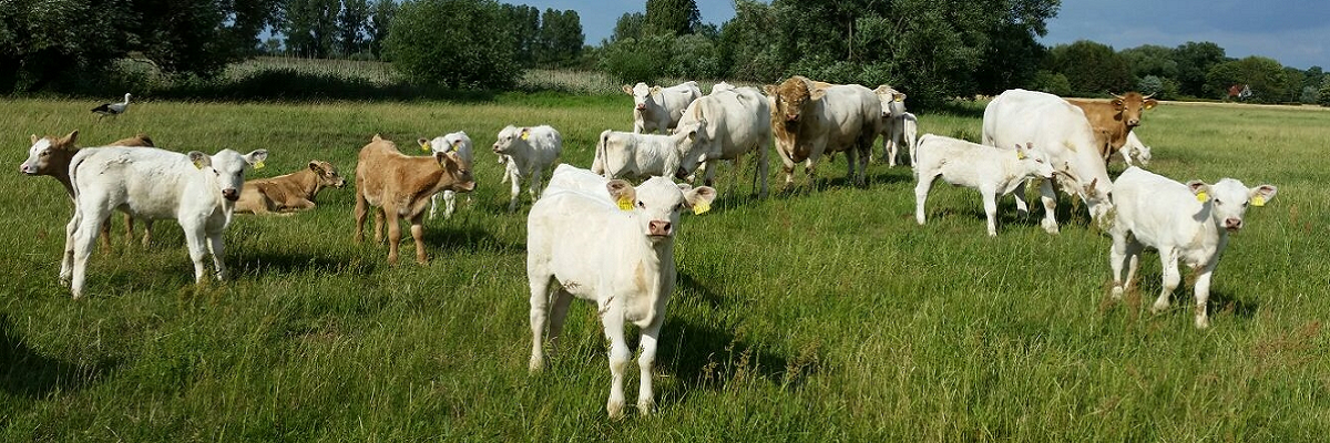 Oderwiesenrinder der Rasse Uckermärker Oderwiesenrinder der Rasse Uckermärker