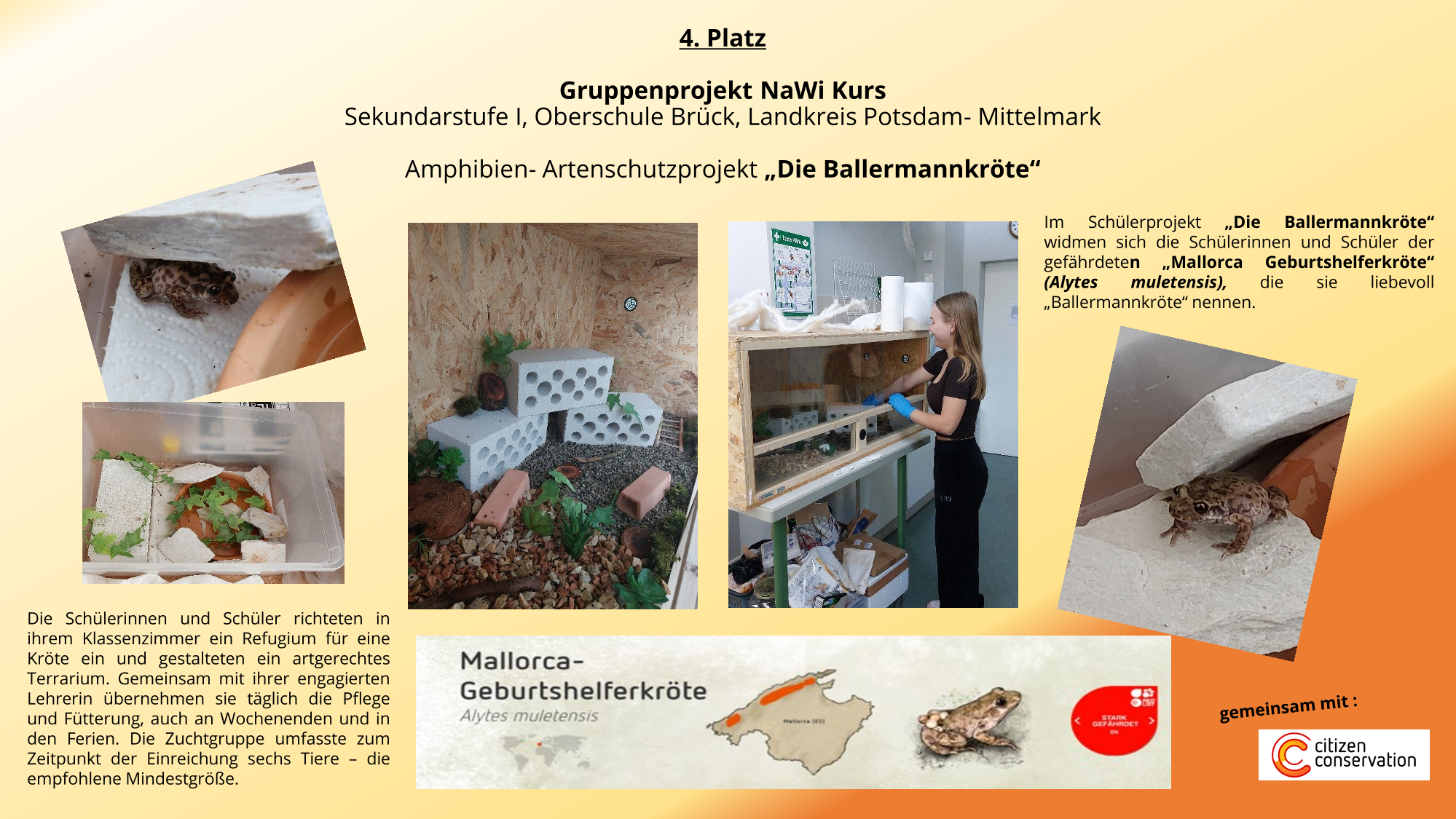 Die Ballermannkröte | Poster Platz 4 Tierschutzwettbewerb 2024/2025 