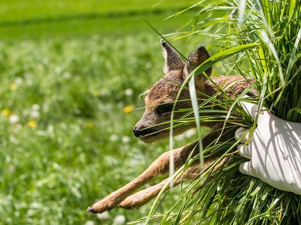 Rehkitzrettung - Mit behandschuhten Händen wird ein Rekitz zusammen mit Gras getragen.