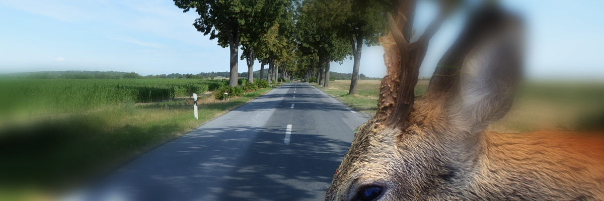 Rehwild quert eine Landtraße