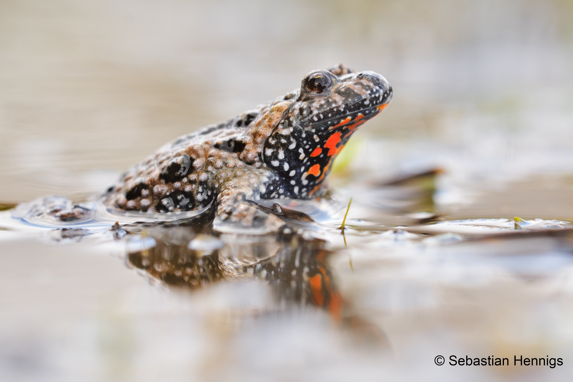 ELER Projekt Juli 2025