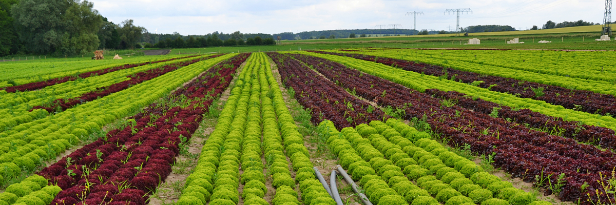 Roter & grüner Lollo Salat im Anbau