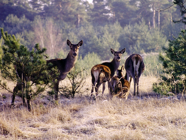 Wildbrethygiene Rotwild im Wintergehege