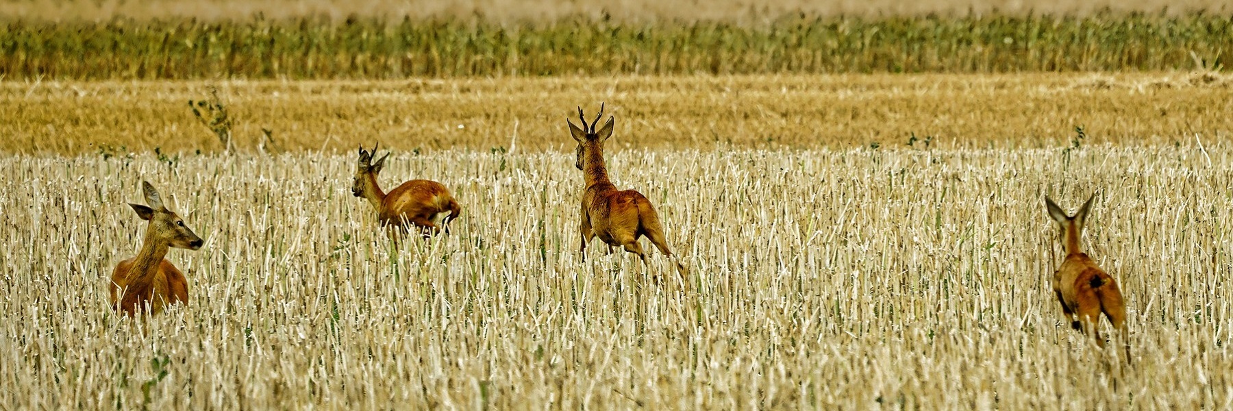 Vier Rehe fliehen durch ein abgeerntetes Getreidefeld.