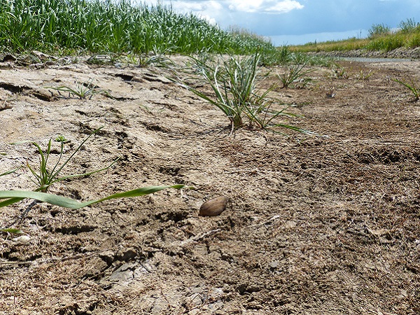 Niedrigwasser der Schwarzen Elster Höhe Koschener Kanal