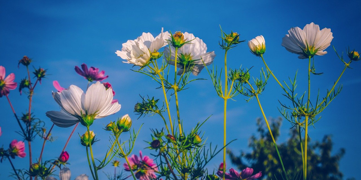 Bild: Cosmeapflanzen auf einer Wiese.