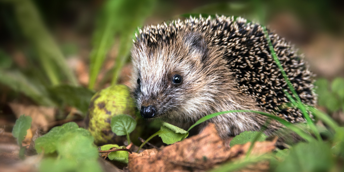 Junger Igel sucht im Herbst nach Futter.