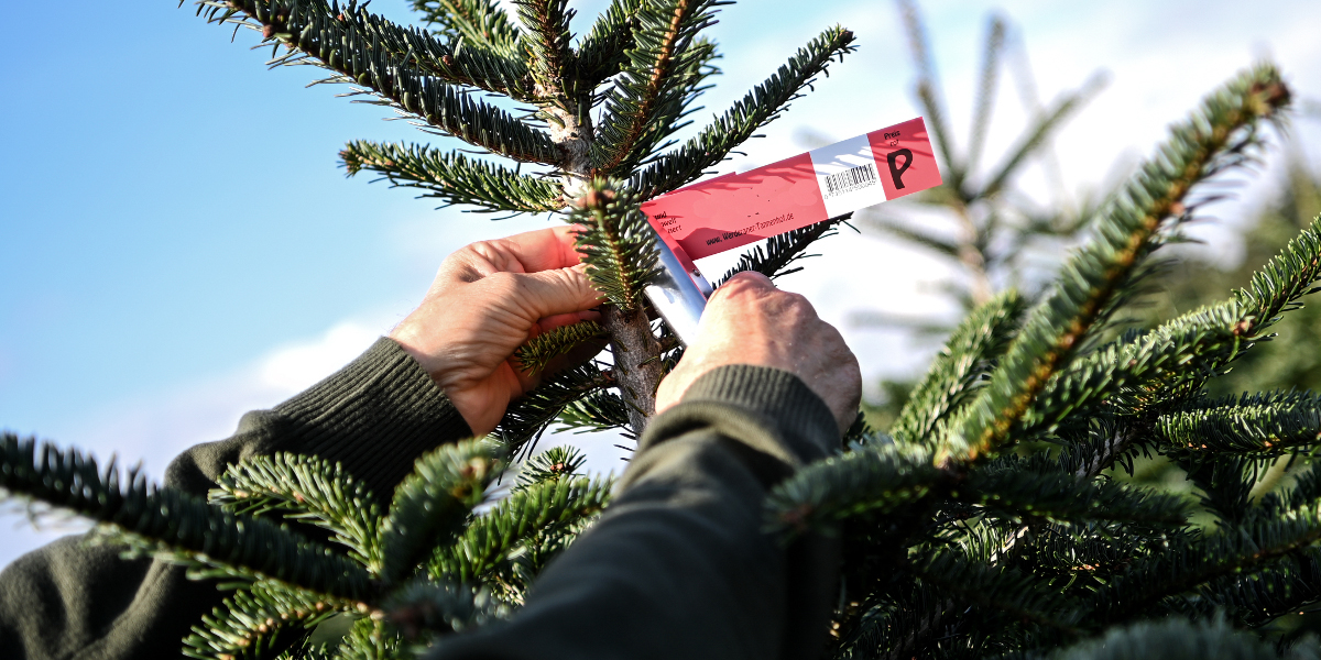 Bild: Ein Mann beschildert auf einer Weihnachtsbaum-Plantage eine Nordmanntanne.