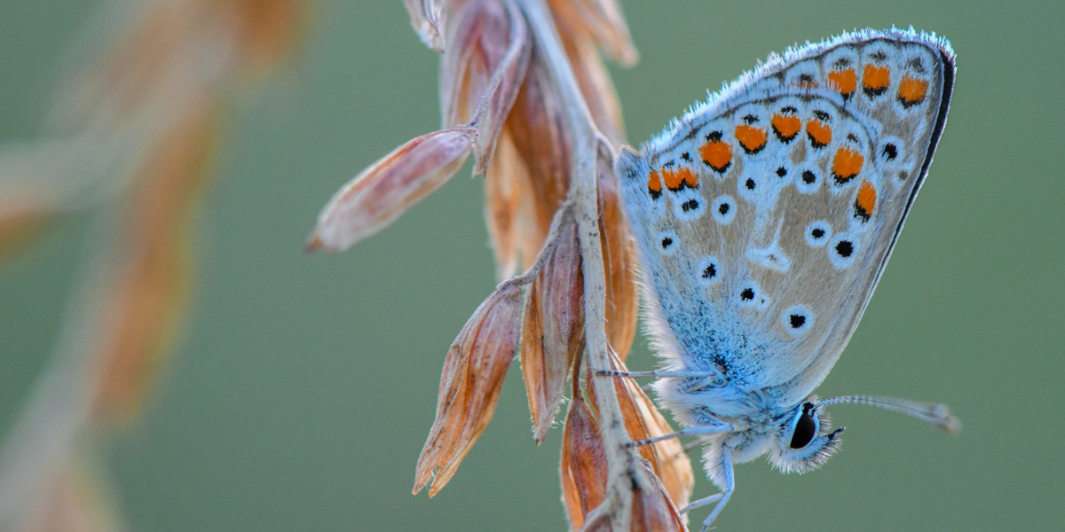 Bild: Auf dem vertrockneten Blütenstand einer Meispflanze ist ein Schmetterling aus der Familie der Bläulinge (Lycaenidae) zu sehen. 