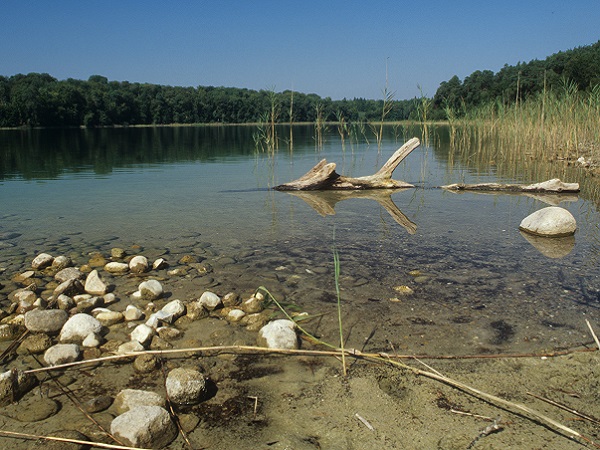 Blick auf das flache Ufer des Stechlinsees