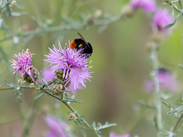 Eine Steinhummel auf einer Rispen-Flockenblume