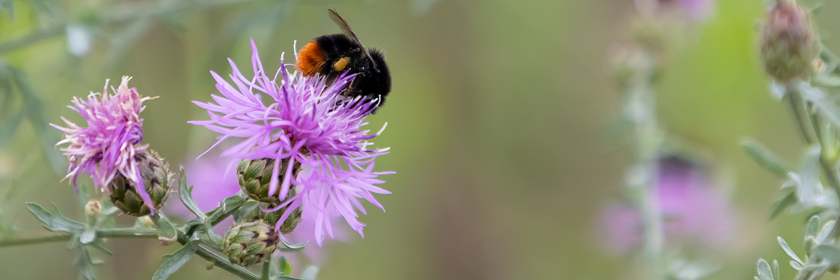 Eine Steinhummel auf einer Distelblüte