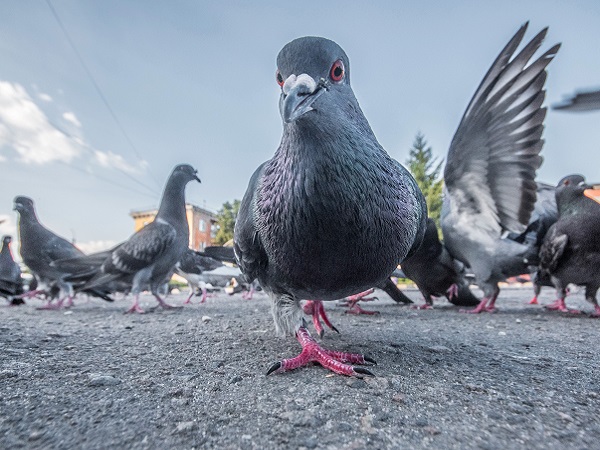 Tauben auf der Straße werden vom Boden aus fotografiert