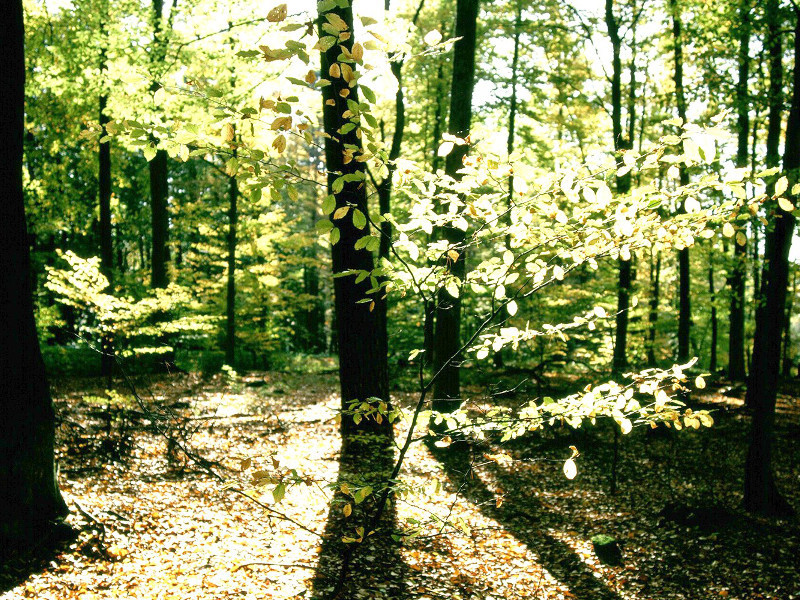 Laubbäume im Sonnenlicht im Feuchtgebiet Templin am Fährsee.