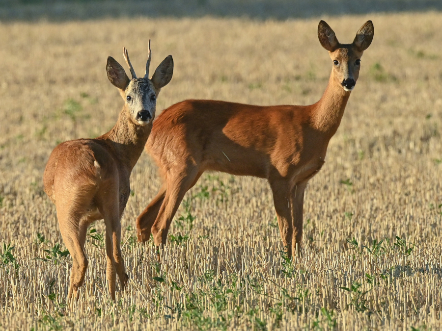 Ein Rehbock und ein Reh stehen am frühen Morgen auf einem abgeernteten Getreidefeld im Oderbruch im Landkreis Märkisch-Oderland.