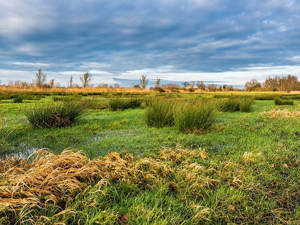 Blick auf eine Moorlandschaft