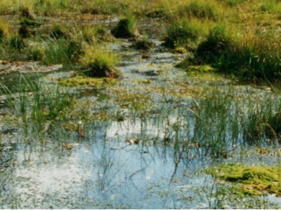 Ein Moor in der Calauer Schweiz - Ausschnitt Blick auf sumpfiges Gelände