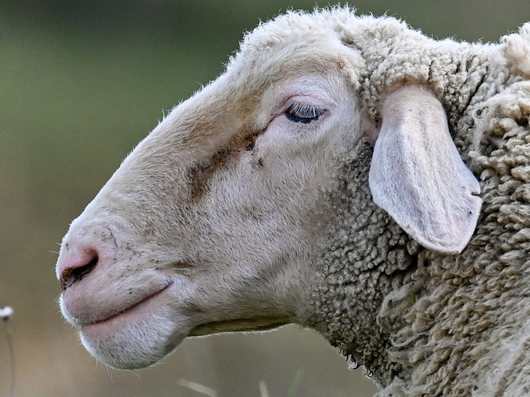 Ein Schaf von der Seite fotografiert liegt auf der Wiese.