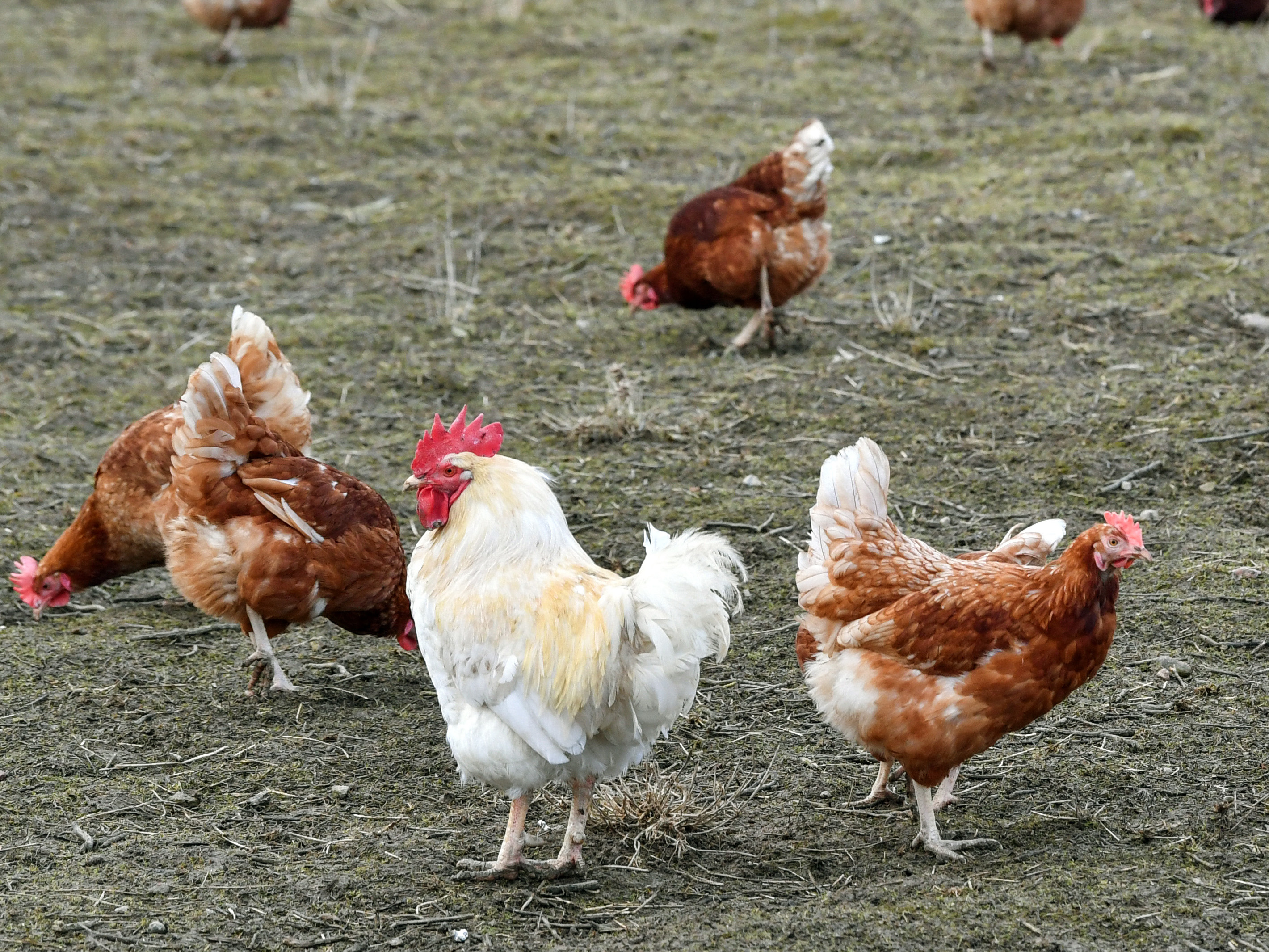 Freilandhühner auf einer Hühnerfarm.