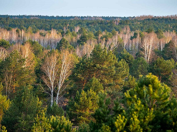 Blick über das Kronendach eines herbstlichen Mischwalds in Brandenburg.