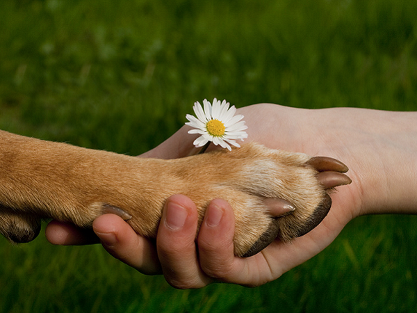 Tierschutz: Hundepfote in Kinderhand Hundepfote in Kinderhand