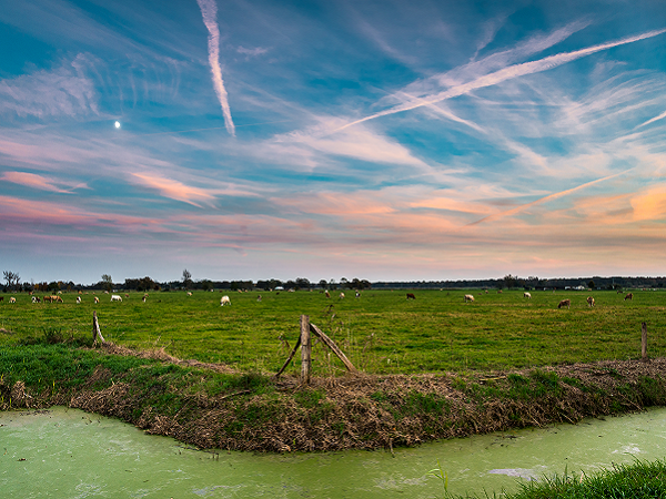 Havelländisches Luch zwischen Paulinenaue und Eichberge | Blick auf ein Rinderweide, im Vordergrund ein Meliorationsgraben |November 2014