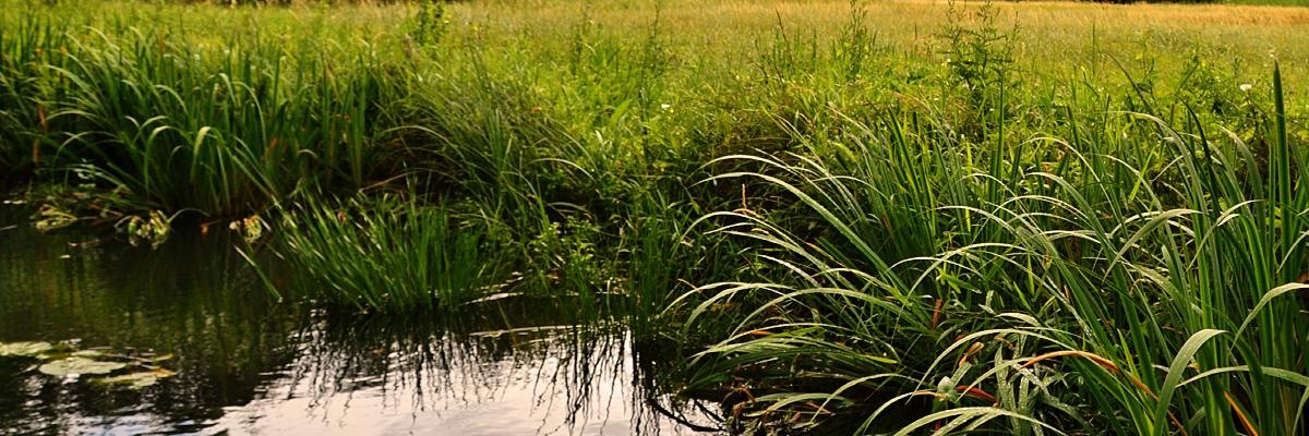 Gewässerbegleitender Vegetation auf Ackerflächen