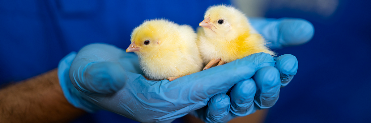Vetwesen Küken werden in einer Klinik versorgt. Küken werden in einer Klinik versorgt. Zwei flauschige gelbe Küken werden in einer Tierklinik mit fürsorglicher Atmosphäre liebevoll von einer behandschuhten Hand gehalten.
