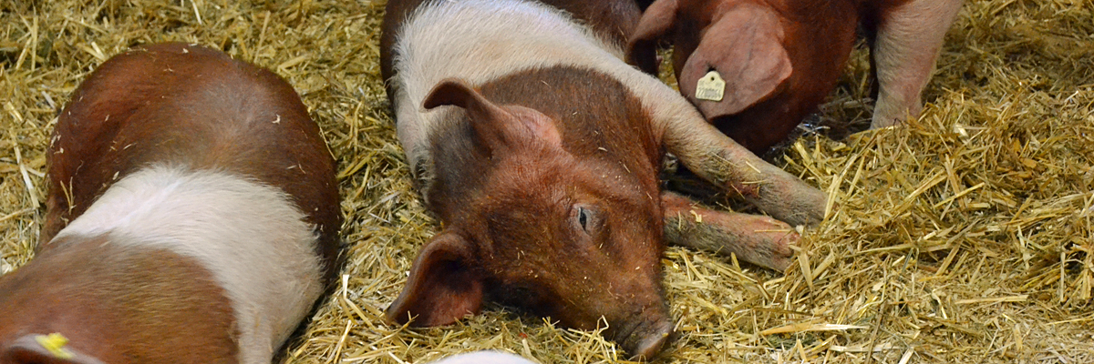 Schweinehaltung mit ASP