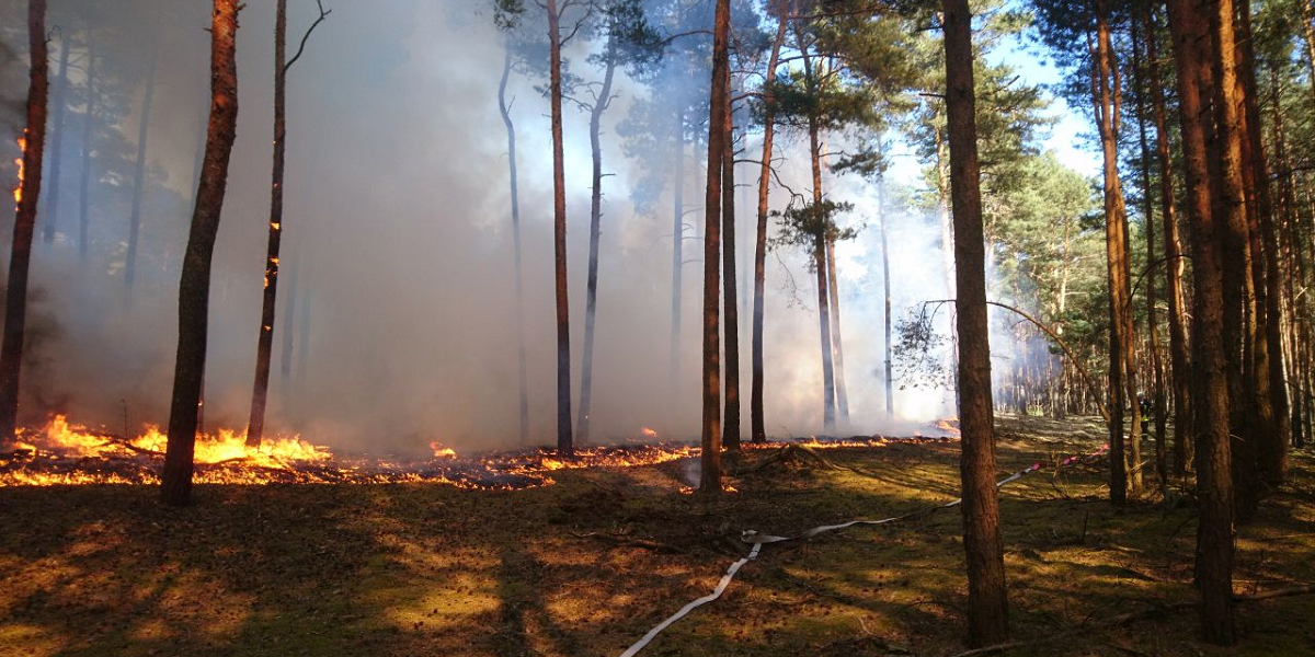 Bild: Waldbrand im Landkreis Dahme-Spreewald L74 Abschnitt 030 Richtung Münchehofe Kilometer 4,0 am 27. Mai 2017