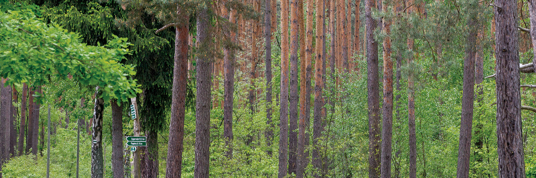 Blick in einen Mischwald.