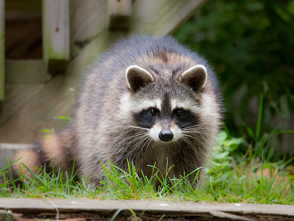 Junger Waschbär (Procyon lotor) im Wald am Futterplatz. Jungtier schaut schüchtern in die Kamera. Junger Waschbär (Procyon lotor) im Wald am Futterplatz. Jungtier schaut schüchtern in die Kamera.