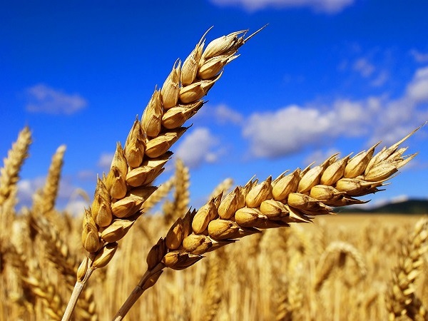 Close-up of wheat ears