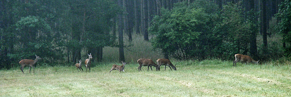 Rotwild am Waldrand vom Ansitz