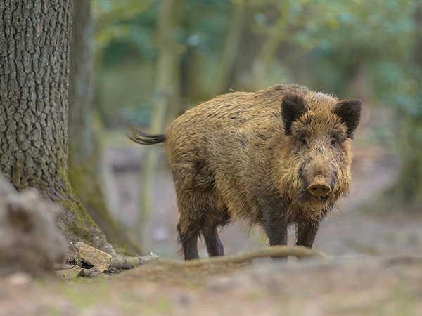 Ein Wildschwein steht  im Wald neben einem Baum und schaut direkt in die Kamera.