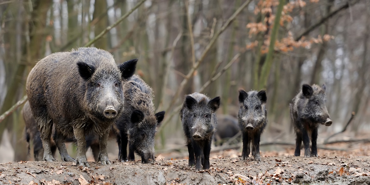 Bild: Eine Bache steht ganz links und schaut in die Kamera - neben ihr stehen mehrere Jungtiere.