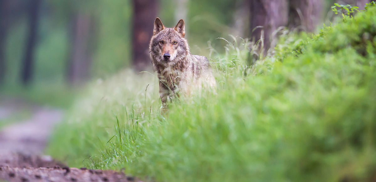 Bild: Ein Wolf beobachtet uns