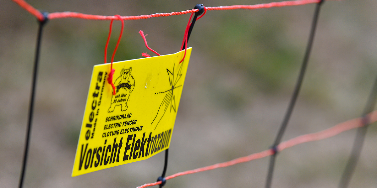Bild: Eine Detailaufnahme eines speziellen Weidezauns zur Abwehr von Wölfen.