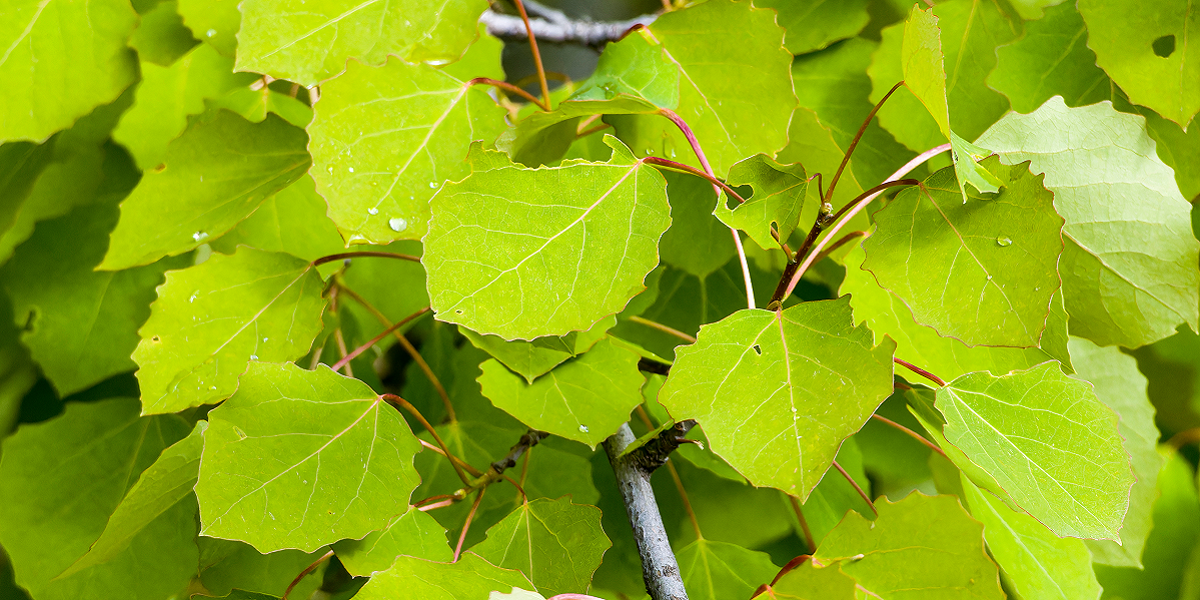 Bild: Blattwerk der Espe, Aspe oder Zitterpappel (Populus tremula)