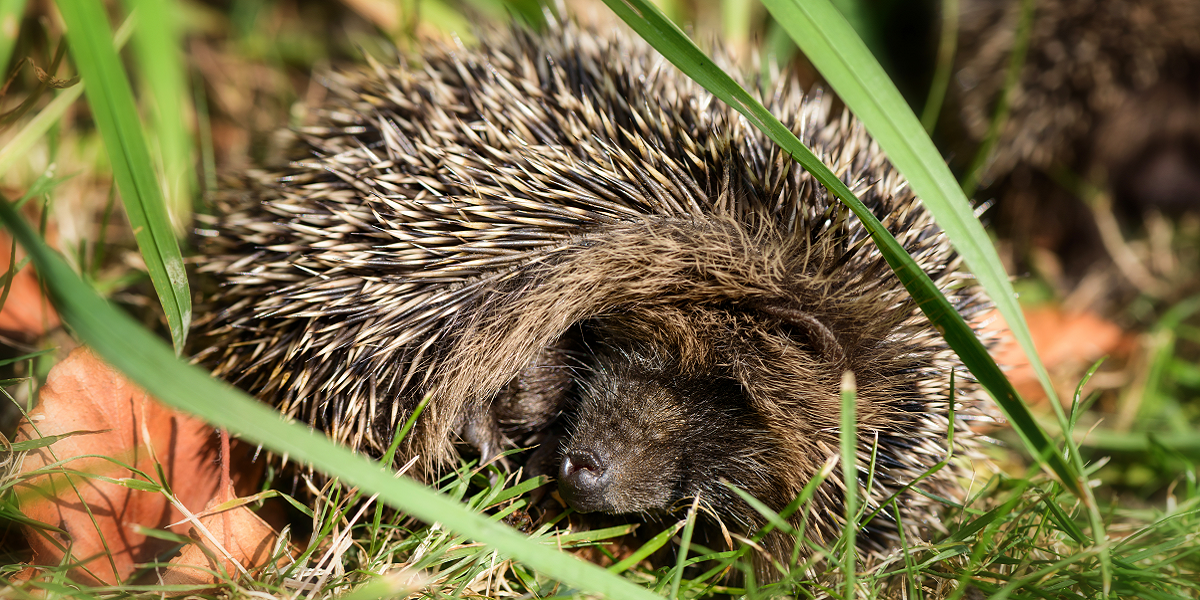 Kleiner Baby Igel hat sich im Garten unter Gras versteckt und zum Schlafen zusammengerollt
