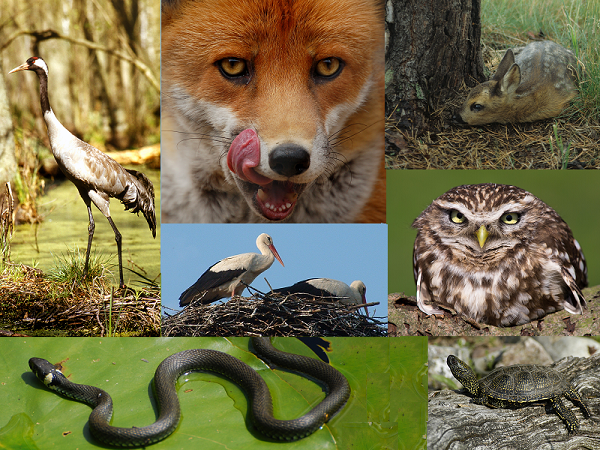 Collage: Kranich - Dr. Eberhard Henne | Fuchs - Anne Dietschy/Fotolia | Rehkitz - Thomas Kläber | Störche - Naturpark Nuthe-Nieplitz | Steinkauz - Winfried Rusch/Fotolia |  Ringelnatter - Frank Kirchner | Sumpfschildkröte - Hartmut Richter/LfU 