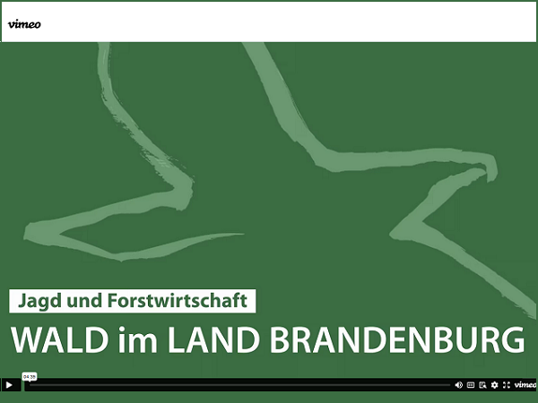 Screen Startbild Kurzfilm Wald in Brandenburg