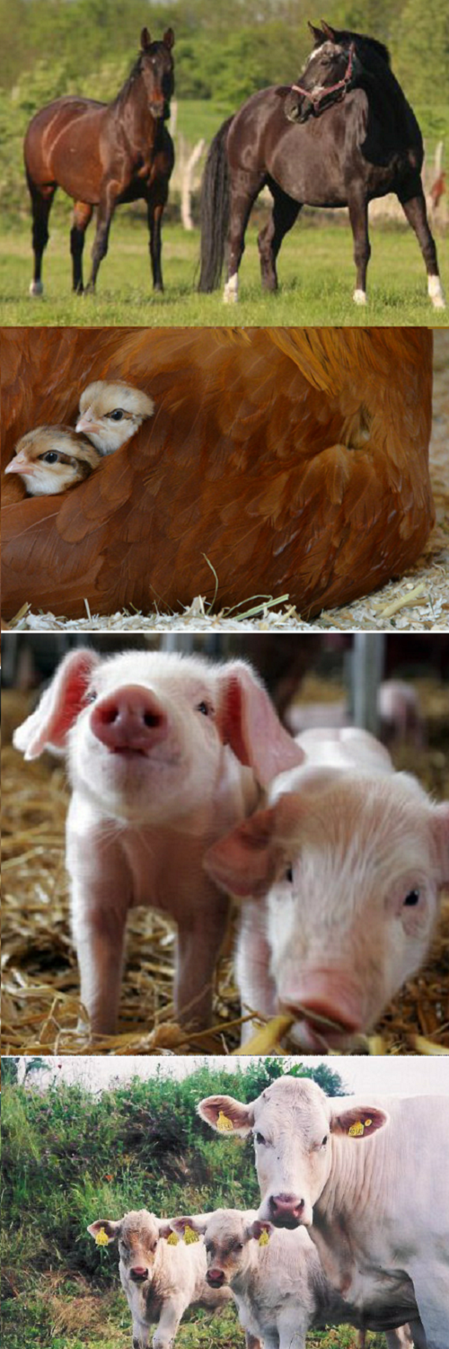 o.n.u.: Pferde © Katrin Riegel | Küken © Robert Funke | Ferkel © CNL IMAGE 360°/Fotolia | Rinder © MLEUV-Fotoarchiv o.n.u.: Pferde © Katrin Riegel | Küken © Robert Funke | Ferkel © CNL IMAGE 360°/Fotolia | Rinder © MLEUV-Fotoarchiv