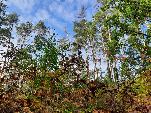 Blick durch Baumkrone in den Himmel