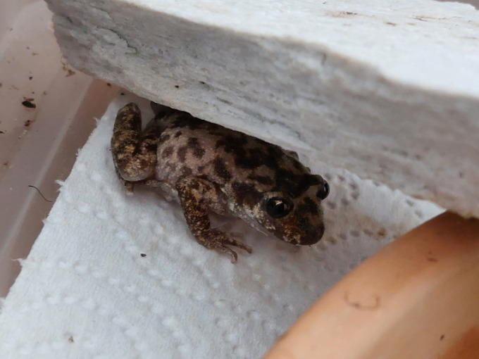 Die Mallorca Geburtshelferkröte (Alytes muletensis)