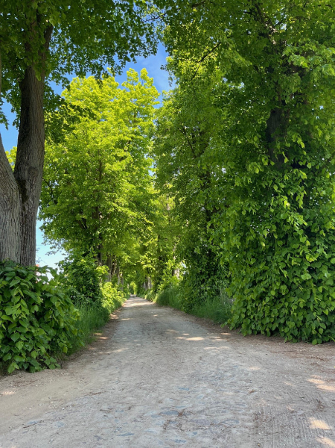 Allee Richtung Gut Falkenhain  © Christine Ott/MLEUV