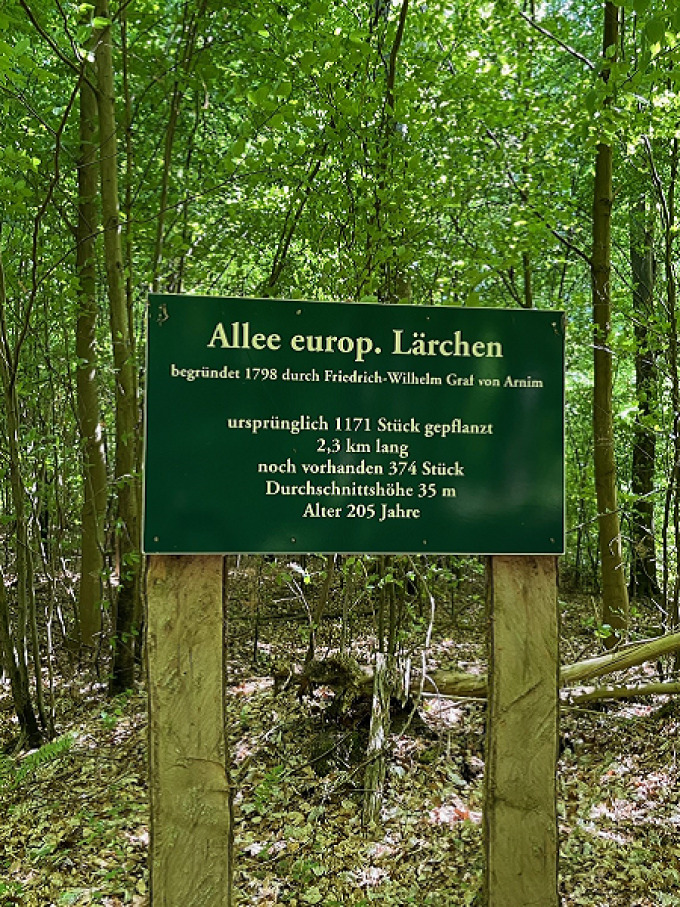 Schild mit der Aufschrift: Allee europ. Lärchen - Gegründet 1798 durch Friedrich-Wilhelm Graf von Arnim  © Christine Ott/MLEUV